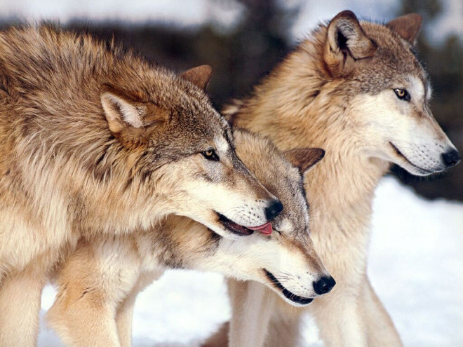 狼たち